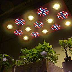 光影艺术 深圳专业LED植物灯与产品摄影服务全解析